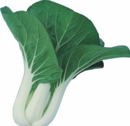 Picture of Pak Choi - White